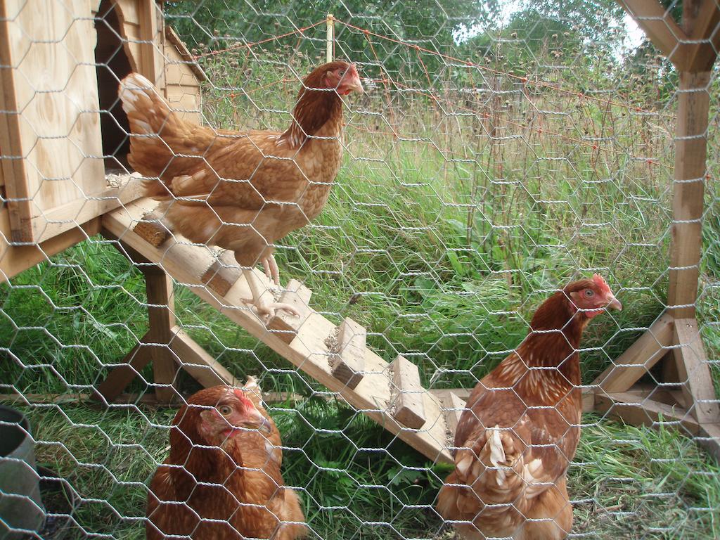 Hindolveston White House Farm Bed & Breakfast エクステリア 写真
